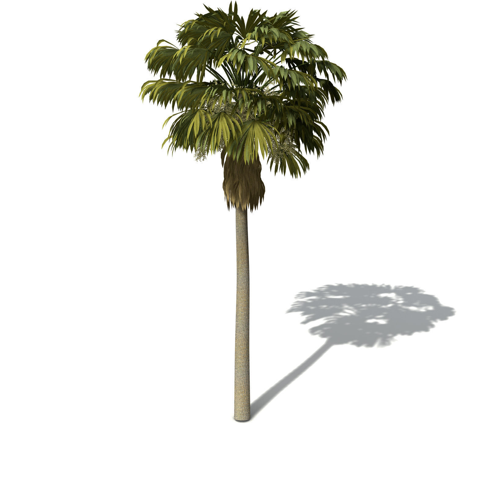 XfrogPlants Australian Cabbage Palm 3D model_1