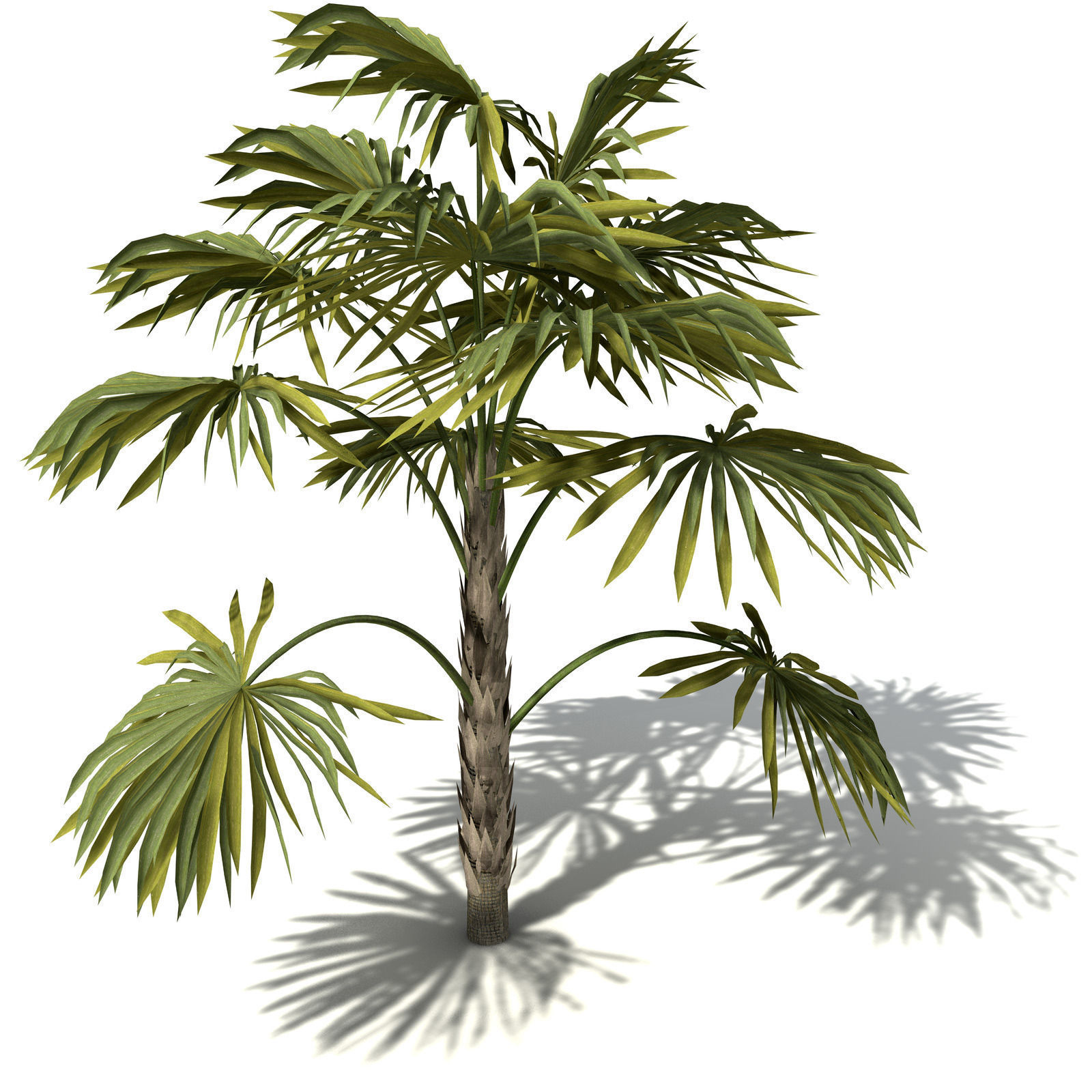 XfrogPlants Australian Cabbage Palm 3D model_4