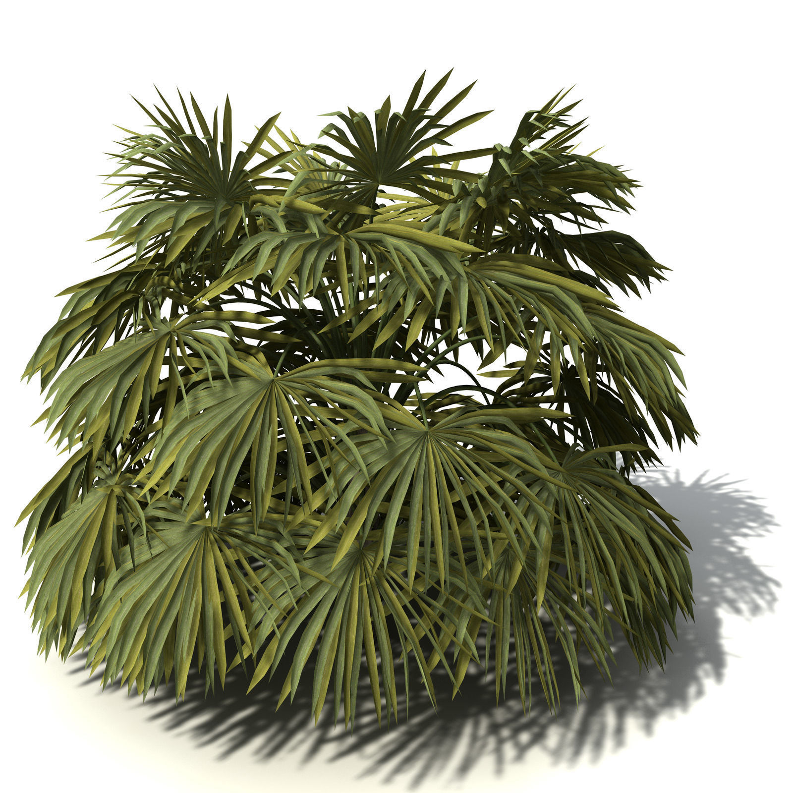 XfrogPlants Australian Cabbage Palm 3D model_8