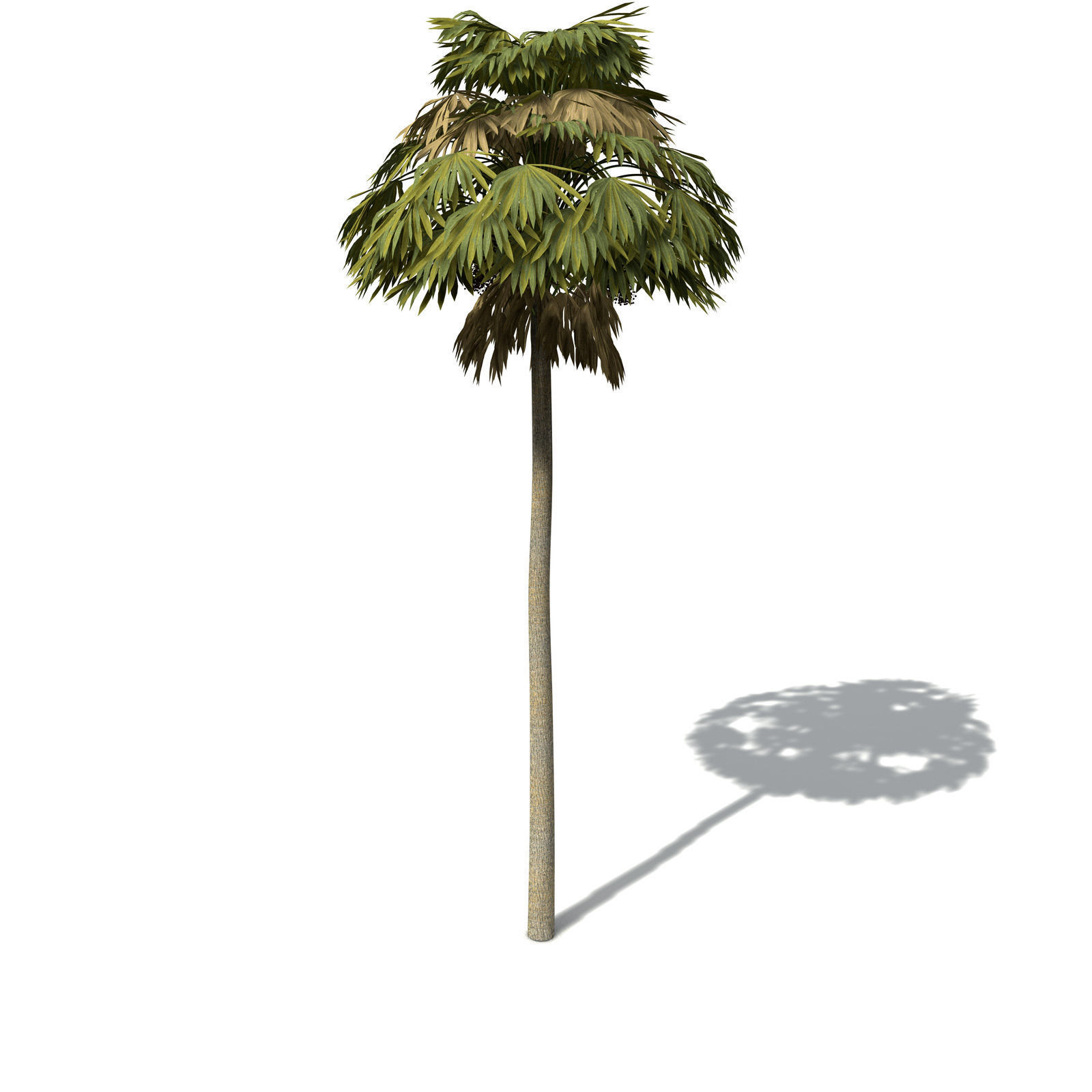 XfrogPlants Australian Cabbage Palm 3D model_5