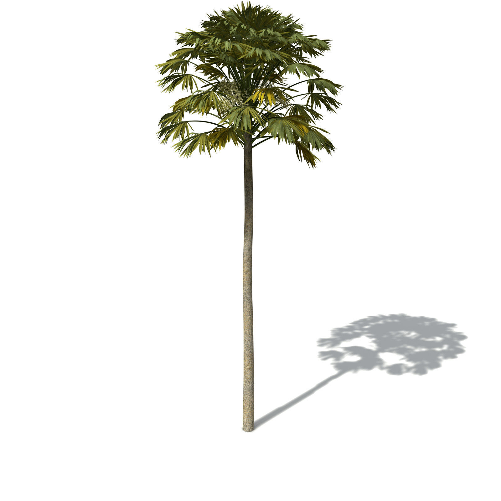 XfrogPlants Australian Cabbage Palm 3D model_6