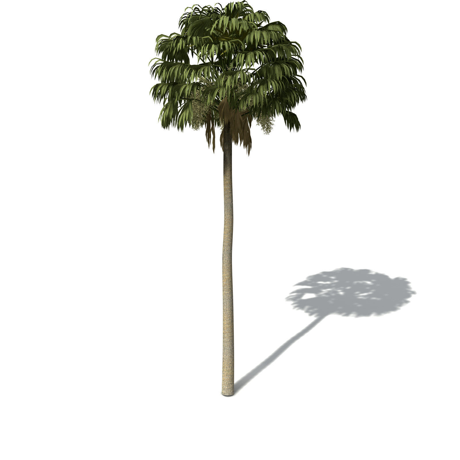 XfrogPlants Australian Cabbage Palm 3D model_7