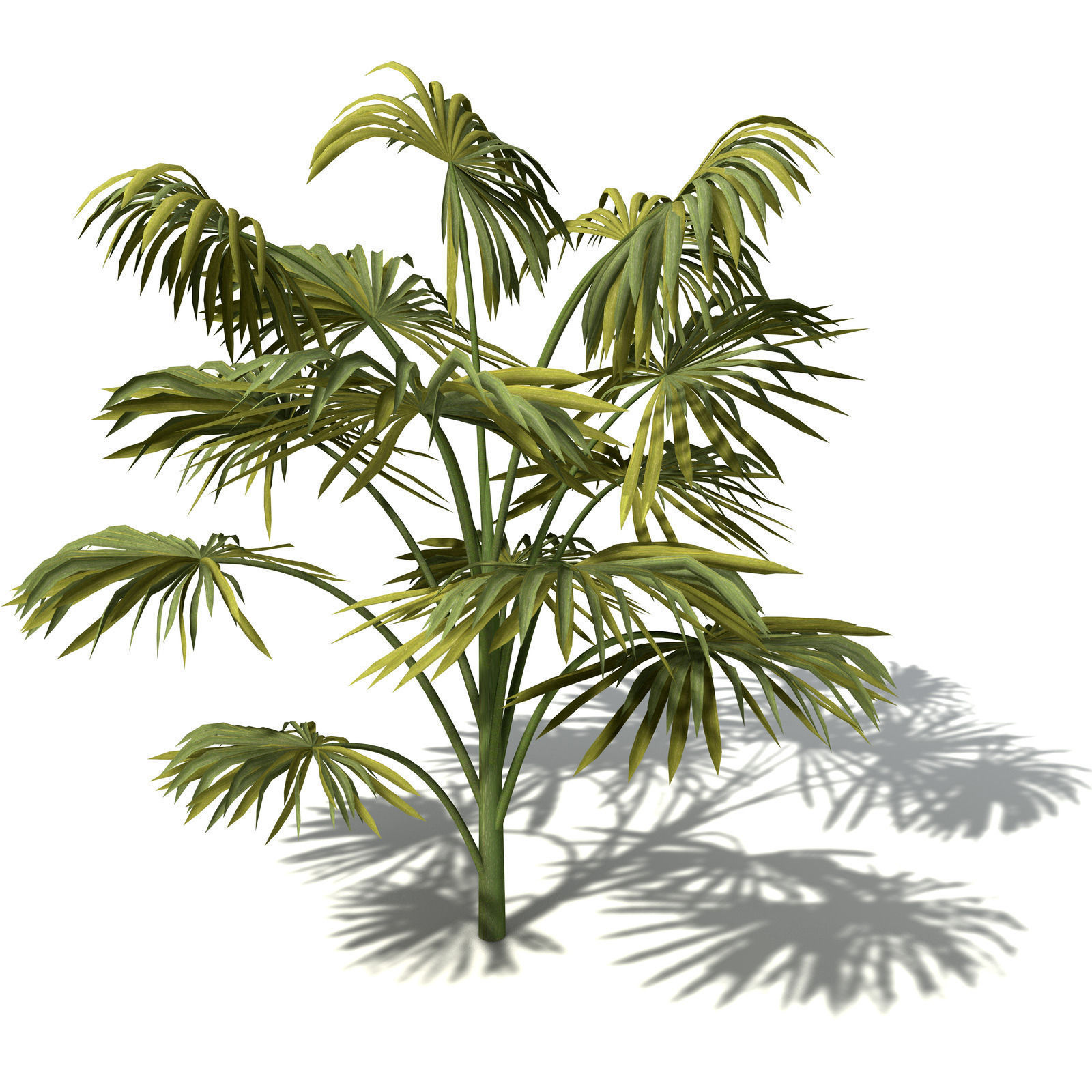 XfrogPlants Australian Cabbage Palm 3D model_2