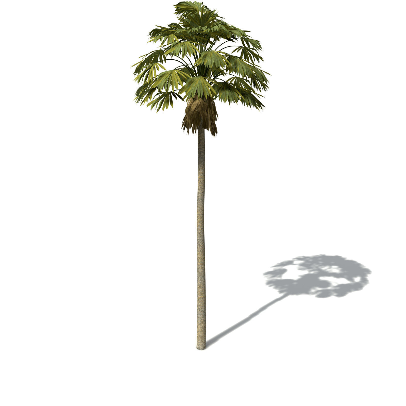 XfrogPlants Australian Cabbage Palm 3D model_3