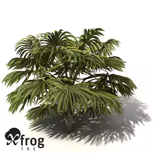 XfrogPlants Australian Cabbage Palm 3D model