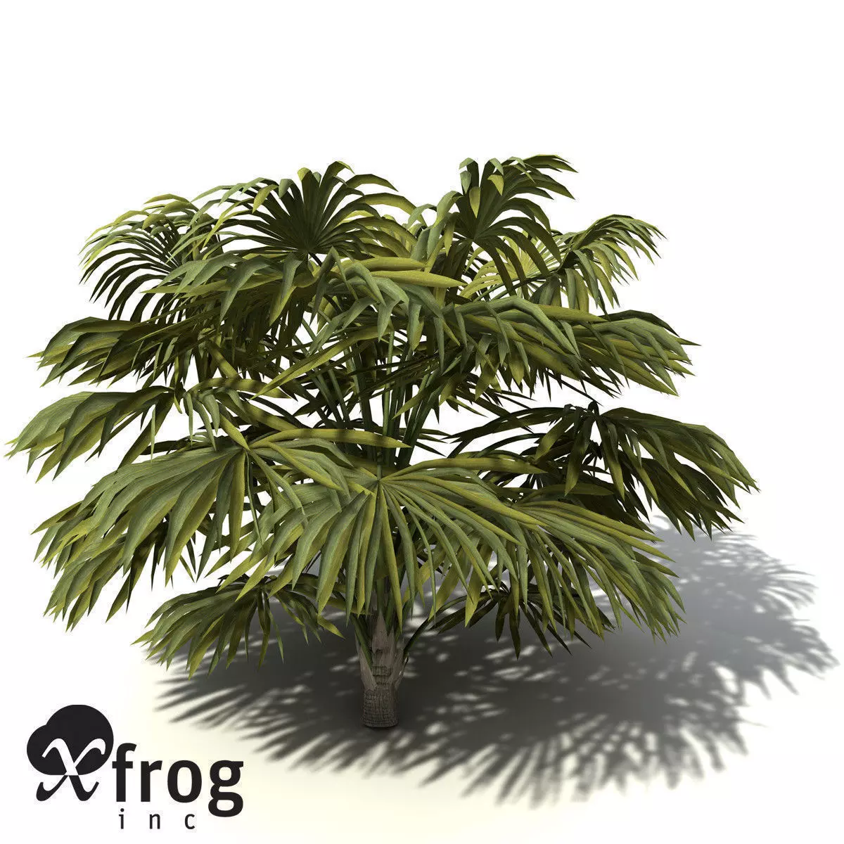 XfrogPlants Australian Cabbage Palm 3D model_0