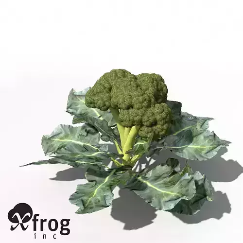 XfrogPlants Broccoli
