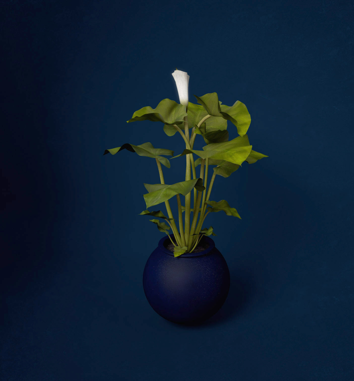 XfrogPlants Calla Lily 3D model_1