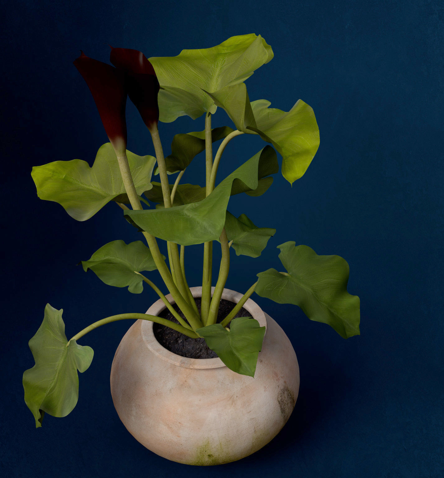 XfrogPlants Calla Lily 3D model_6