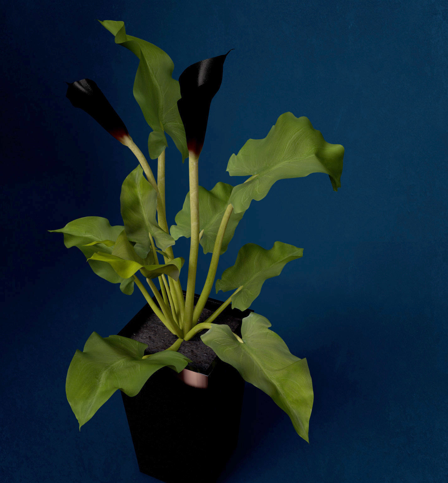 XfrogPlants Calla Lily 3D model_8