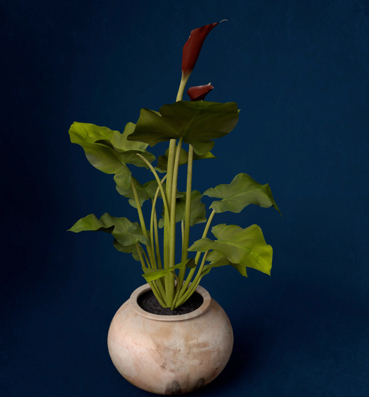 XfrogPlants Calla Lily 3D model_2