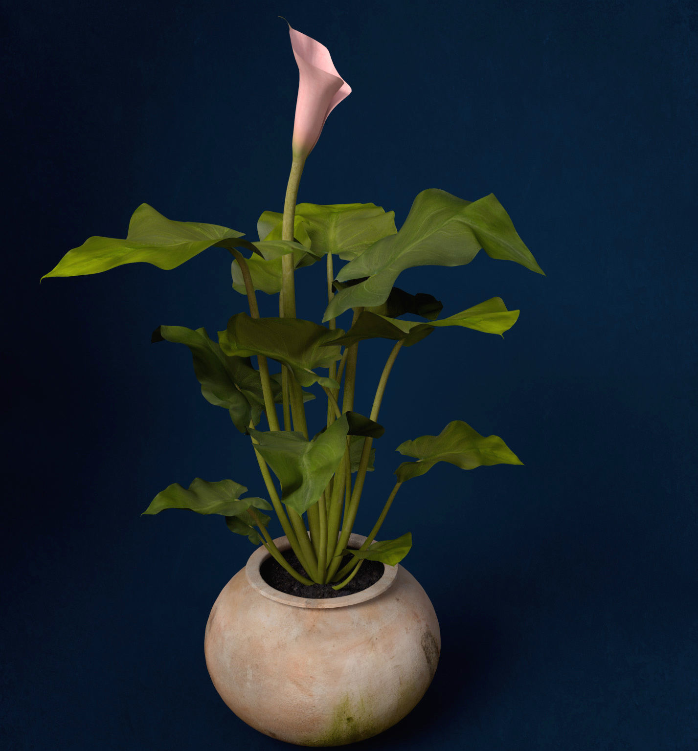 XfrogPlants Calla Lily 3D model_3
