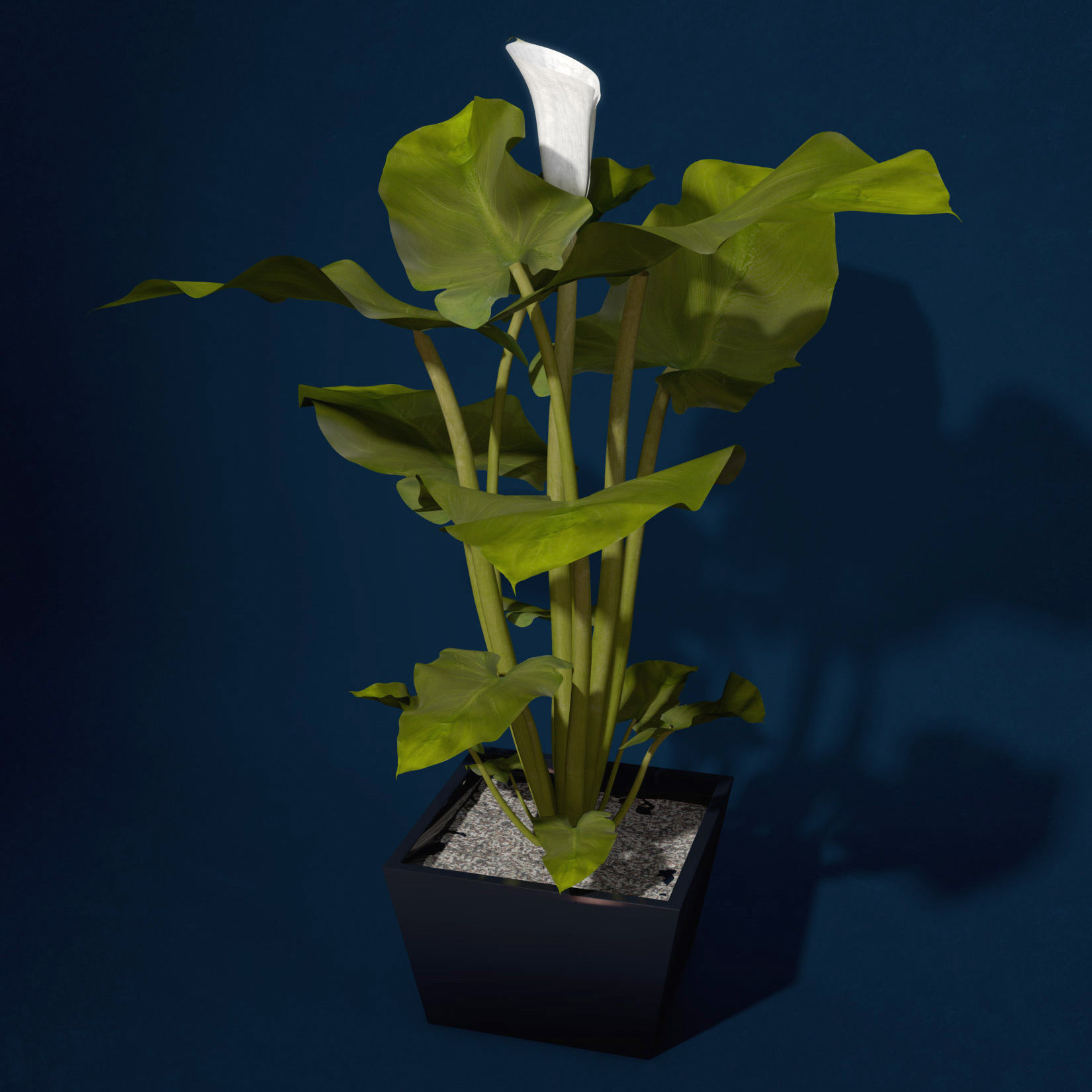 XfrogPlants Calla Lily 3D model_4