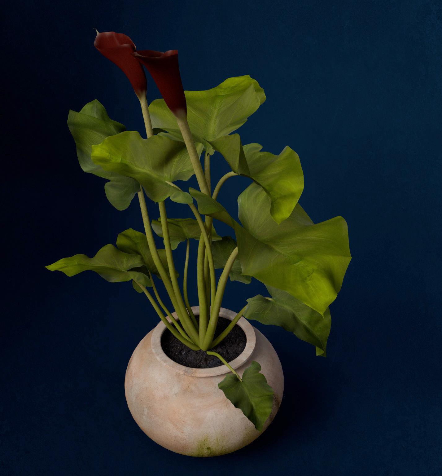 XfrogPlants Calla Lily 3D model_5