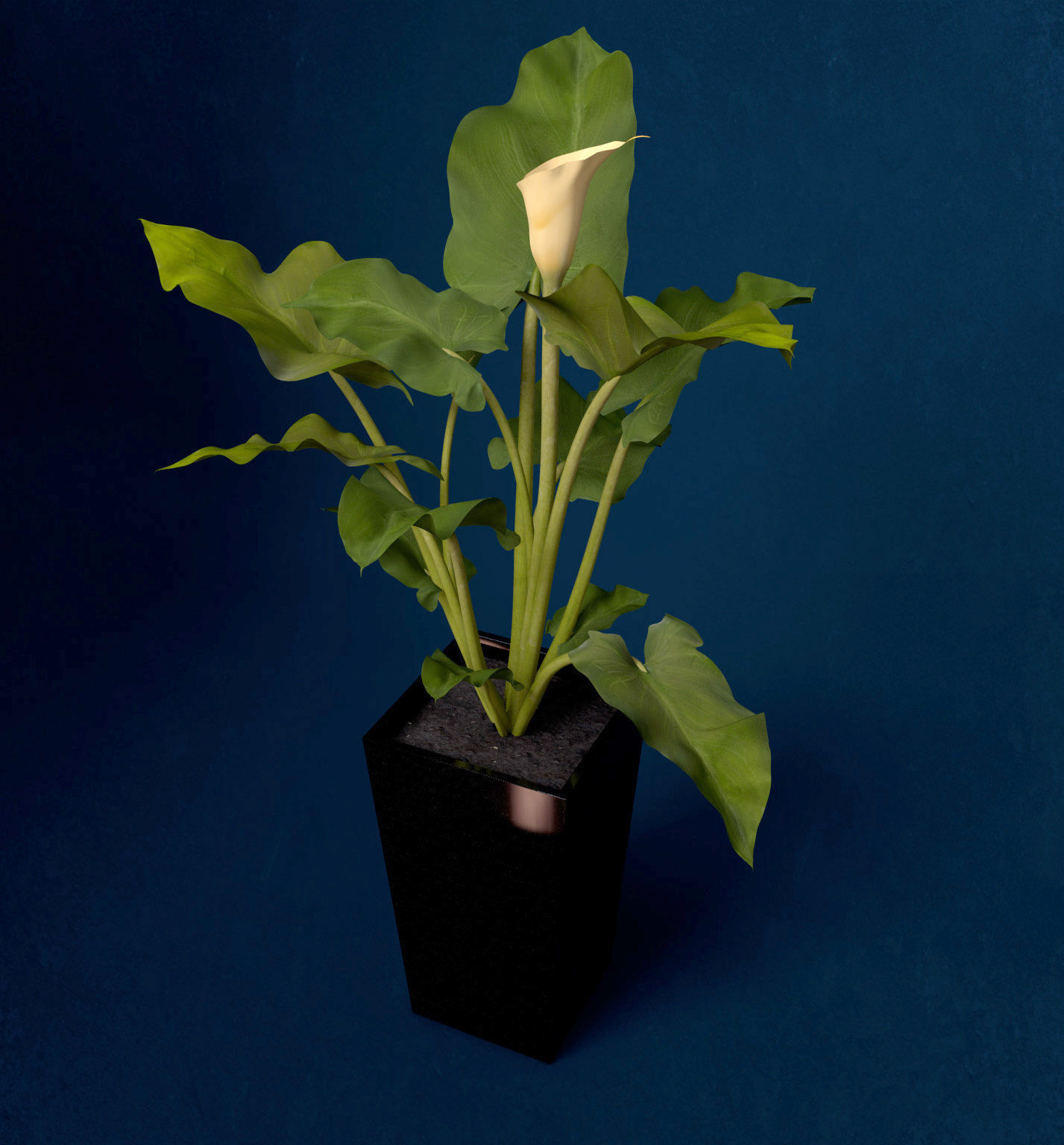 XfrogPlants Calla Lily 3D model_7