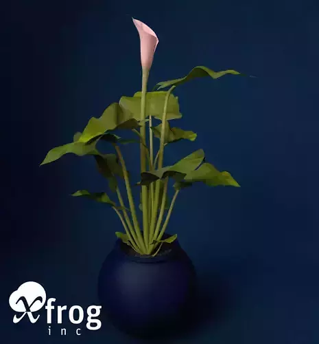 XfrogPlants Calla Lily 3D model