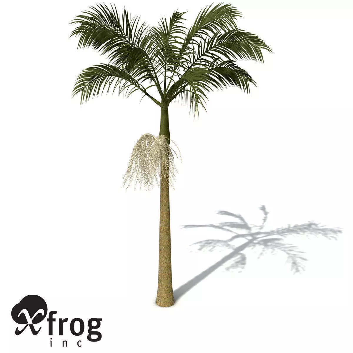 XfrogPlants Alexandra Palm 3D model