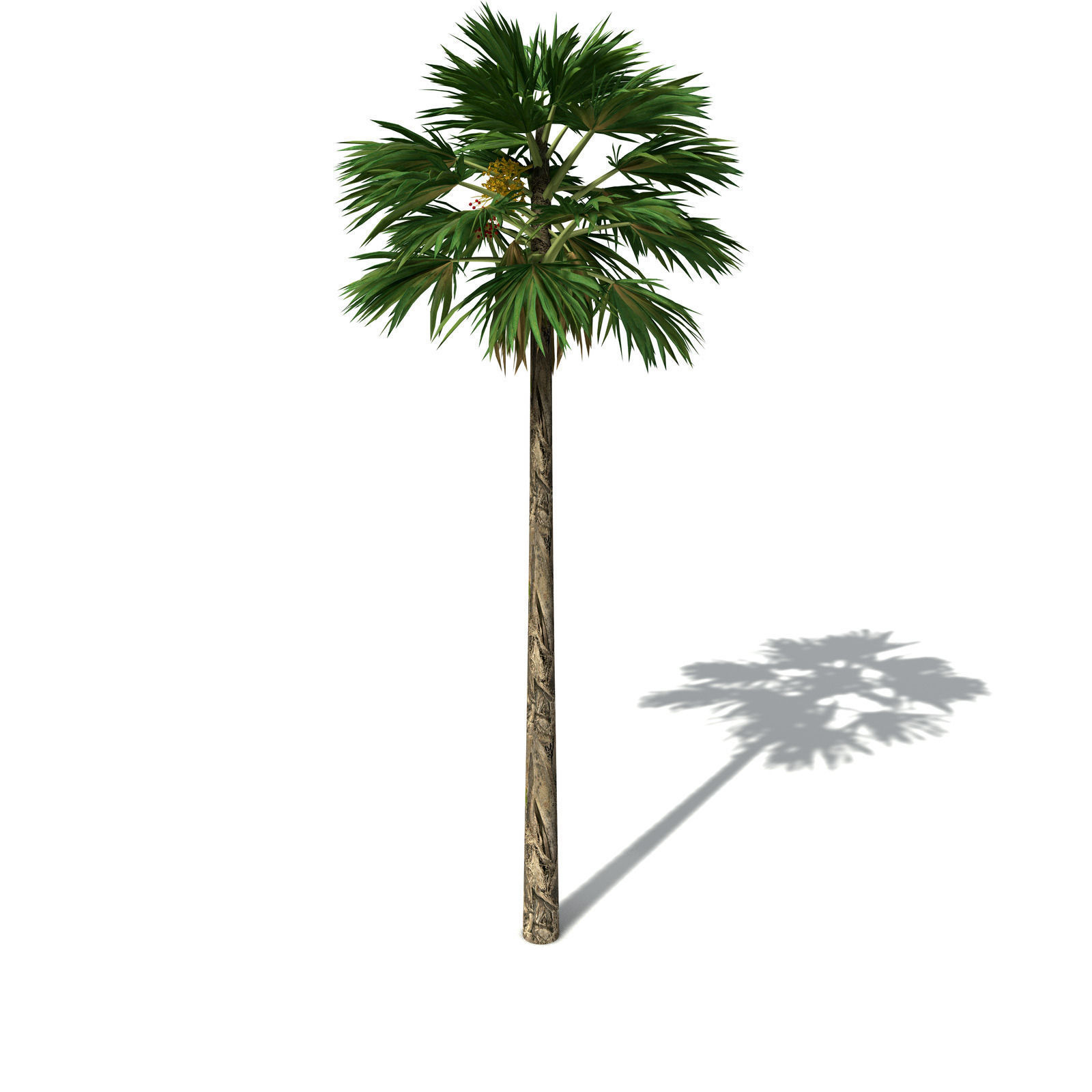XfrogPlants Hillebrand Palm 3D model_3