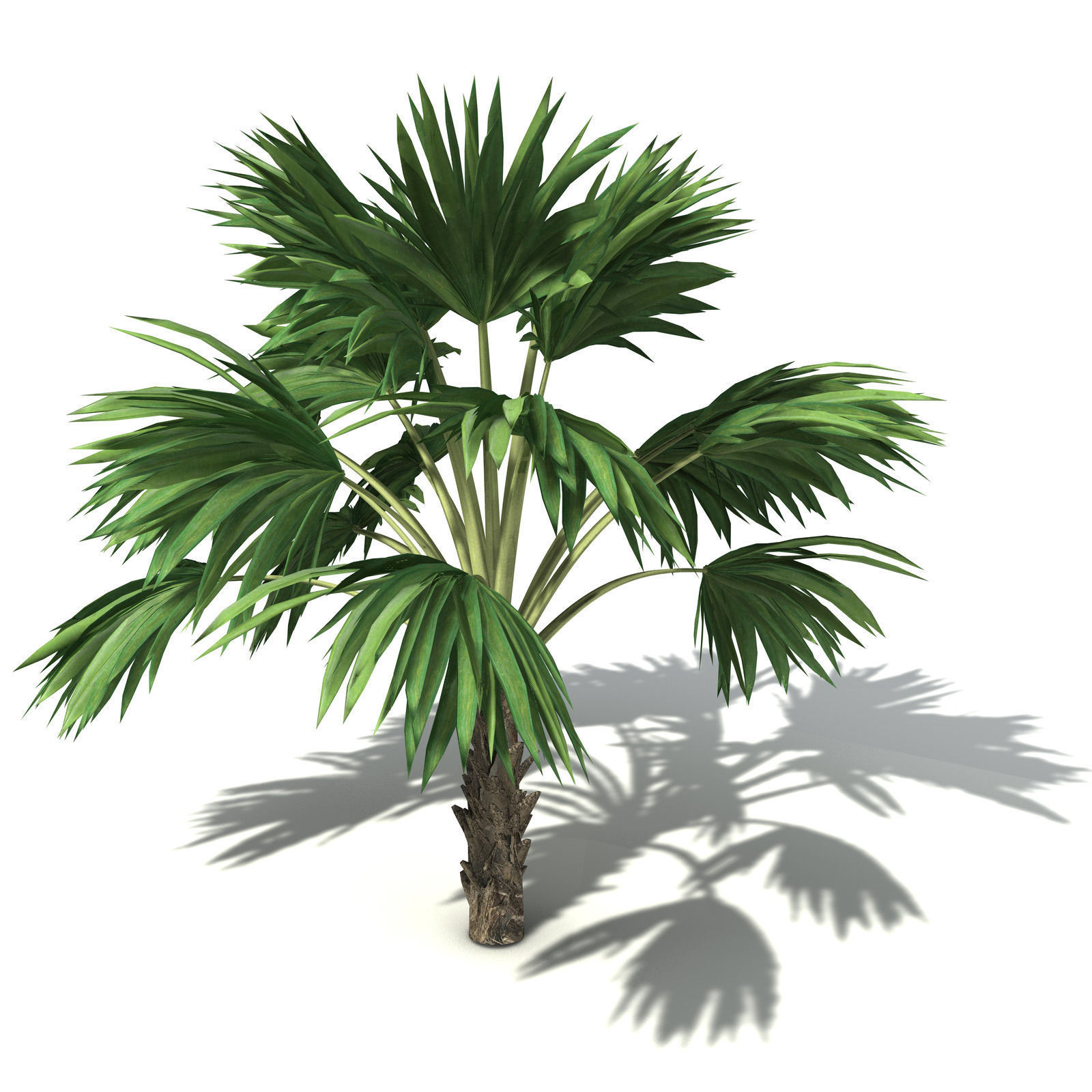 XfrogPlants Hillebrand Palm 3D model_4