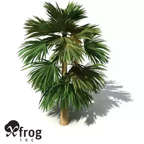 XfrogPlants Hillebrand Palm