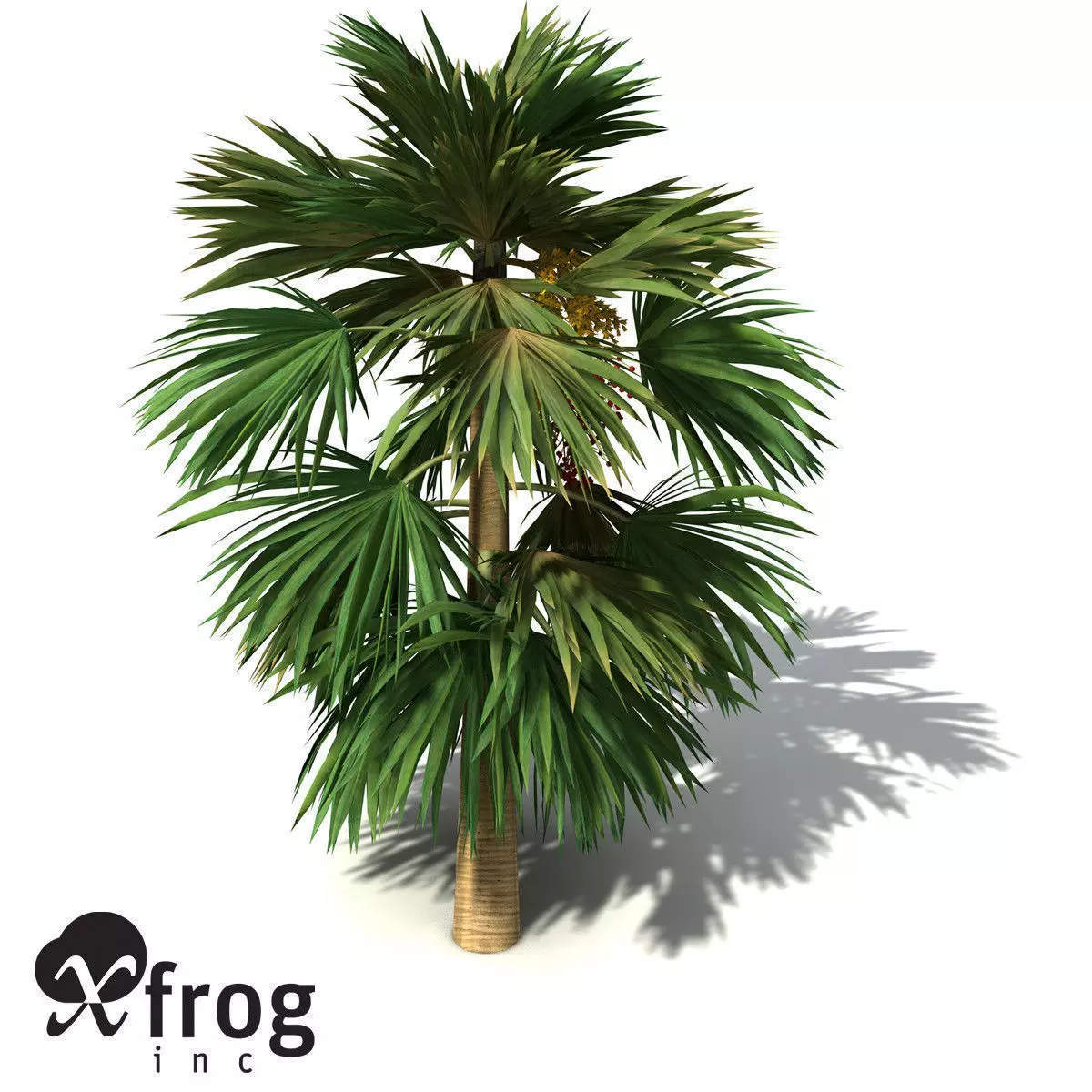 XfrogPlants Hillebrand Palm 3D model_0