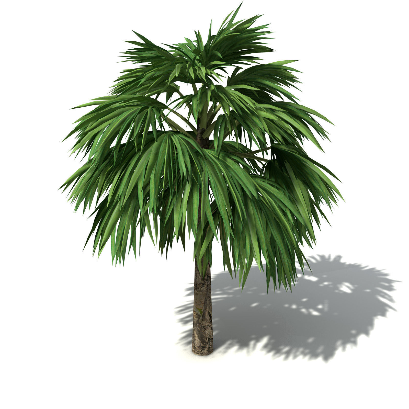 XfrogPlants Hillebrand Palm 3D model_2