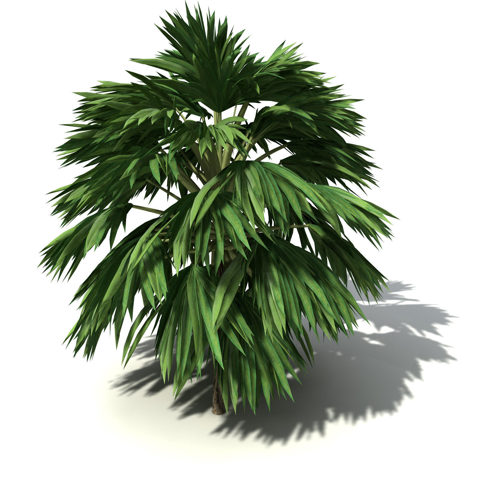 XfrogPlants Hillebrand Palm 3D model_1
