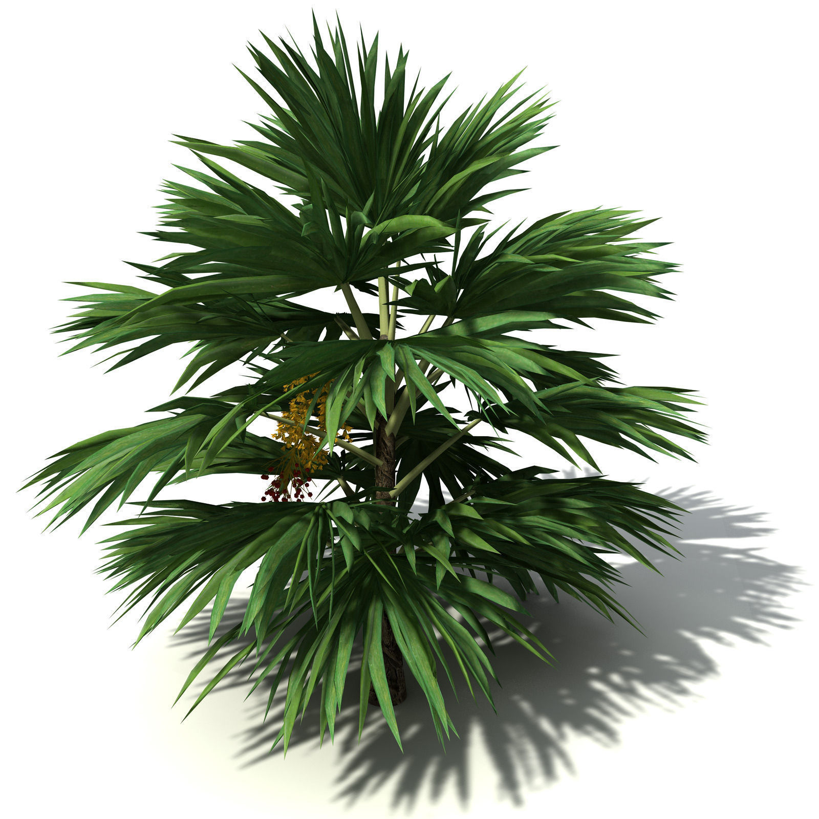 XfrogPlants Hillebrand Palm 3D model_6