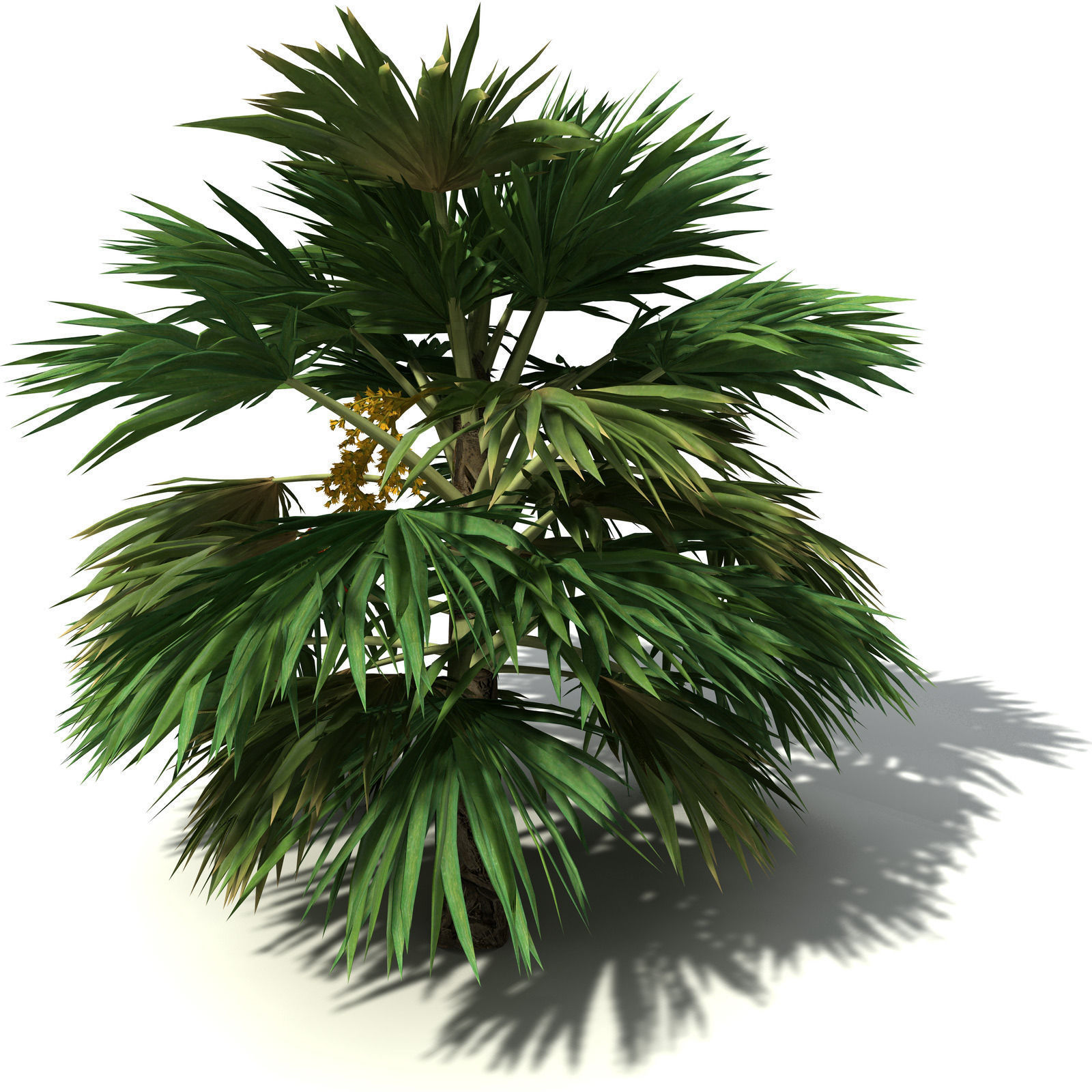 XfrogPlants Hillebrand Palm 3D model_8