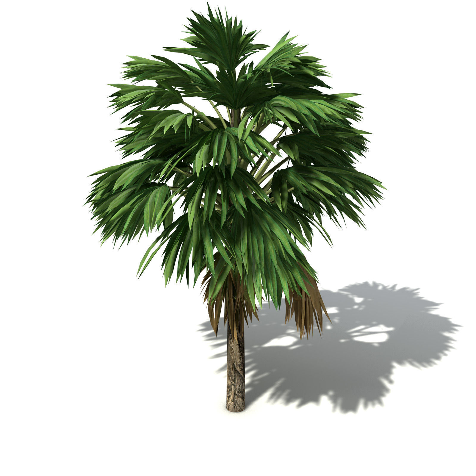 XfrogPlants Hillebrand Palm 3D model_5