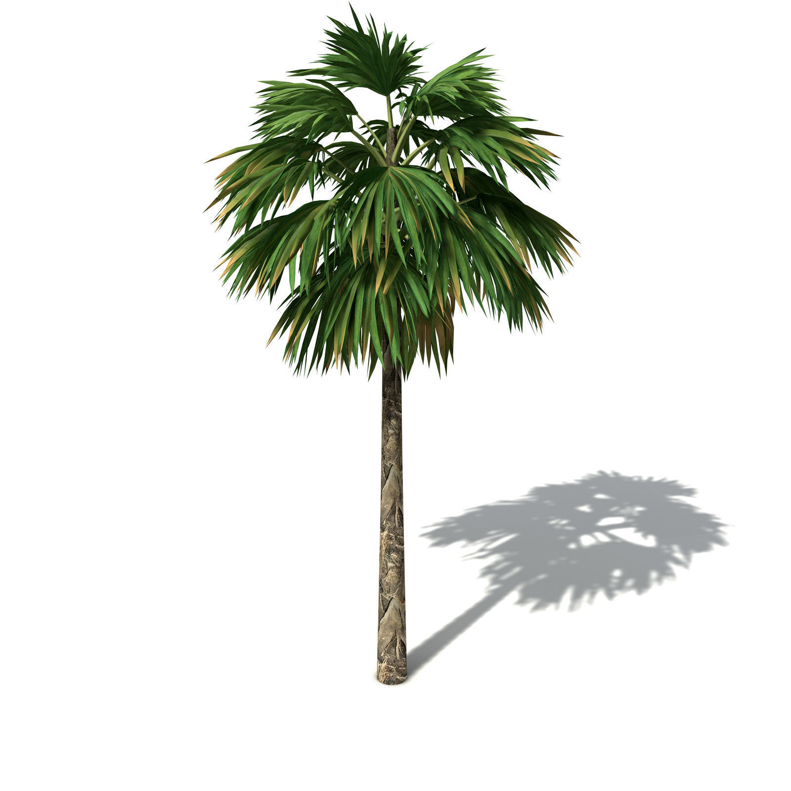 XfrogPlants Hillebrand Palm 3D model_7