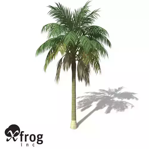 XfrogPlants Kentia Palm 3D model