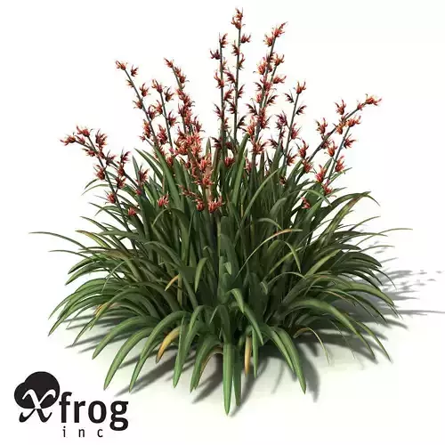 XfrogPlants New Zealand Flax 3D model