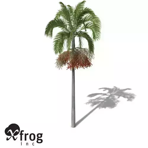 XfrogPlants Carpentaria Palm