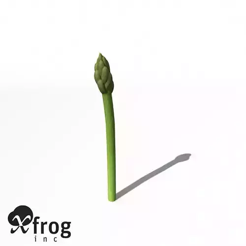 XfrogPlants Asparagus 3D model