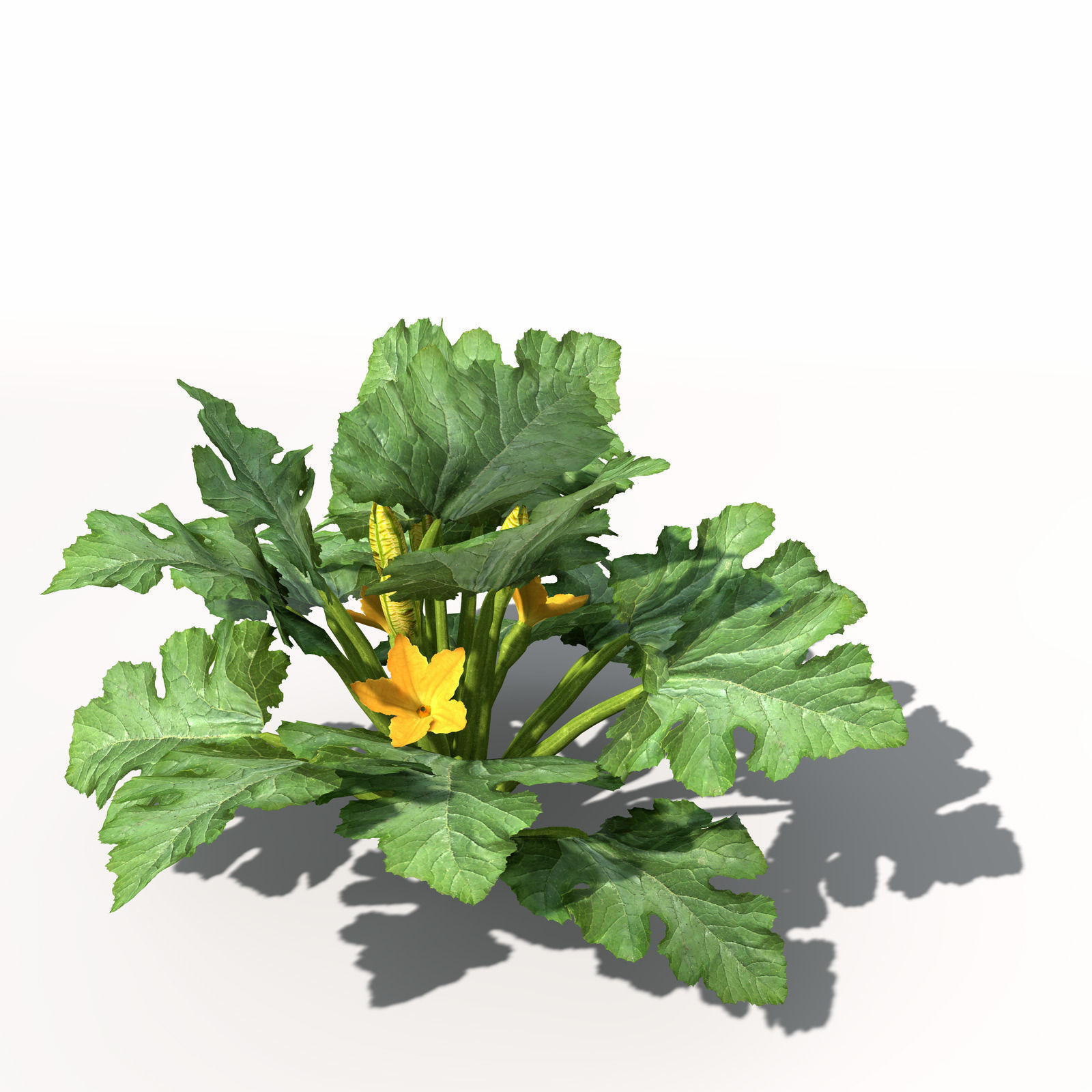 XfrogPlants Zucchini 3D model_1