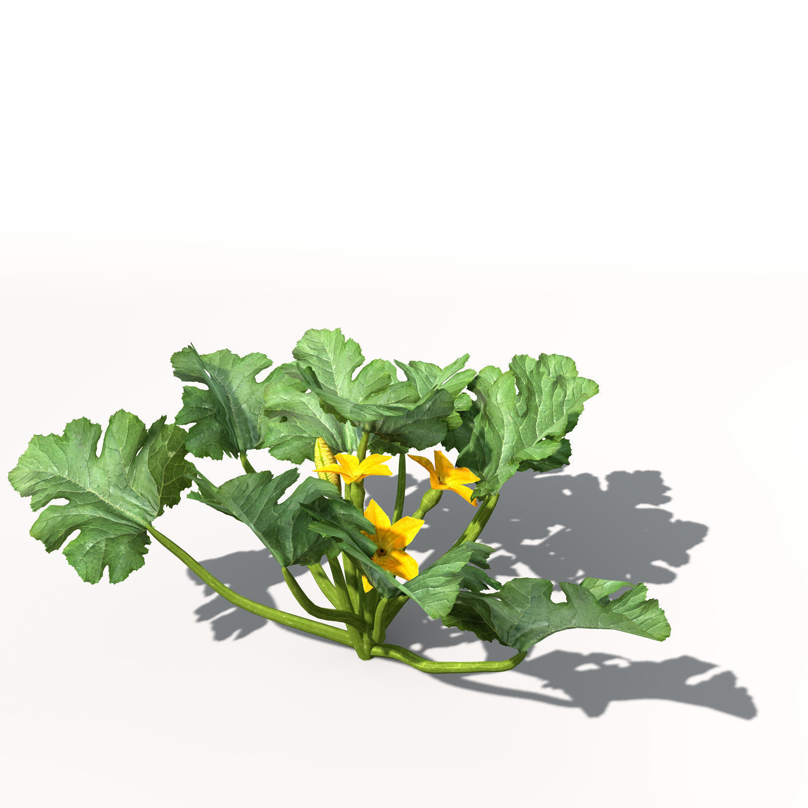 XfrogPlants Zucchini 3D model_6