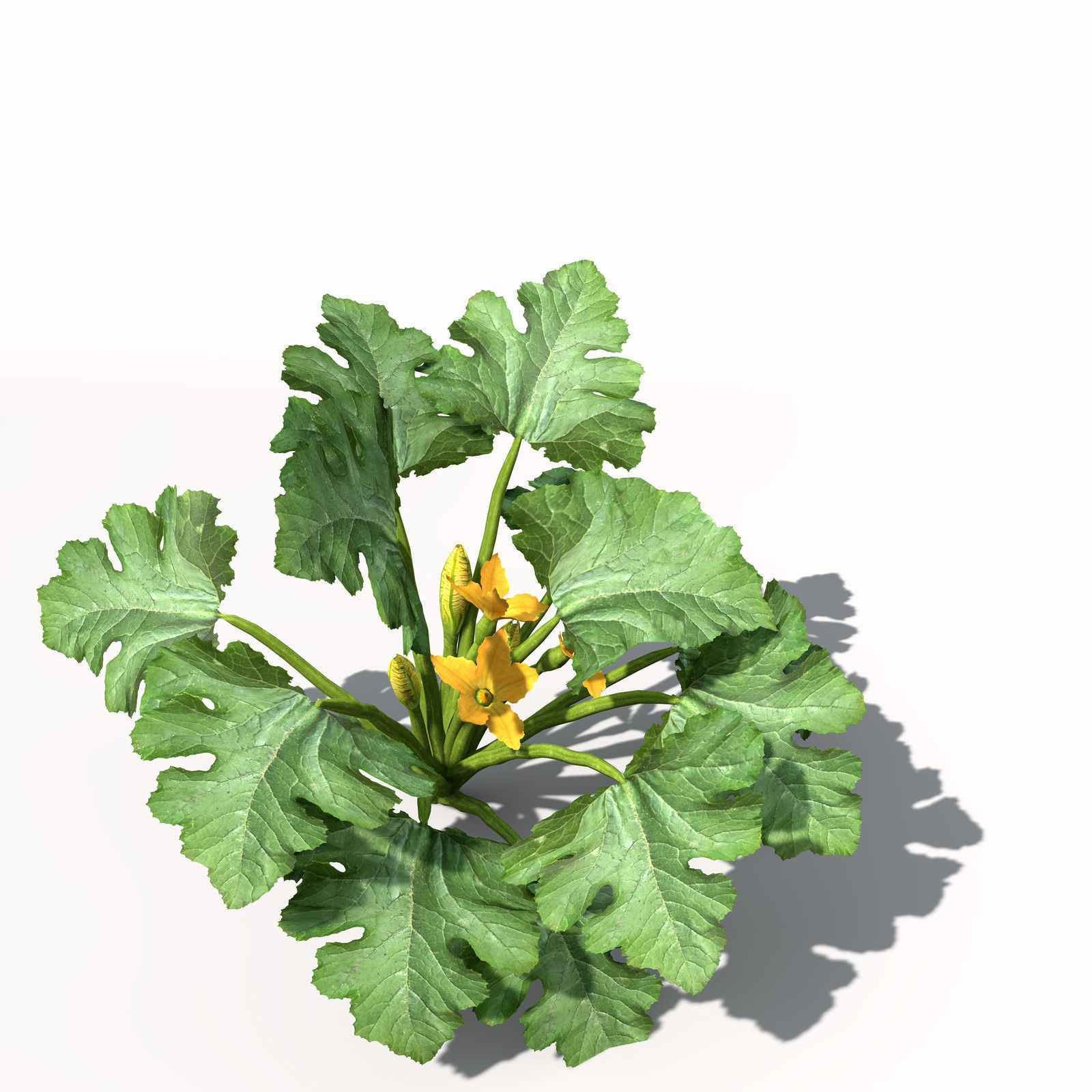 XfrogPlants Zucchini 3D model_4