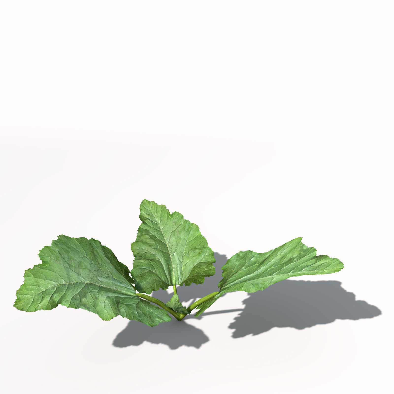 XfrogPlants Zucchini 3D model_7