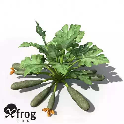 XfrogPlants Zucchini 3D model