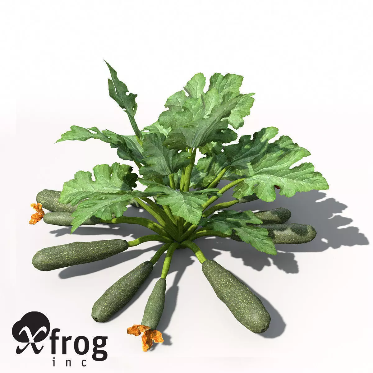 XfrogPlants Zucchini 3D model_0