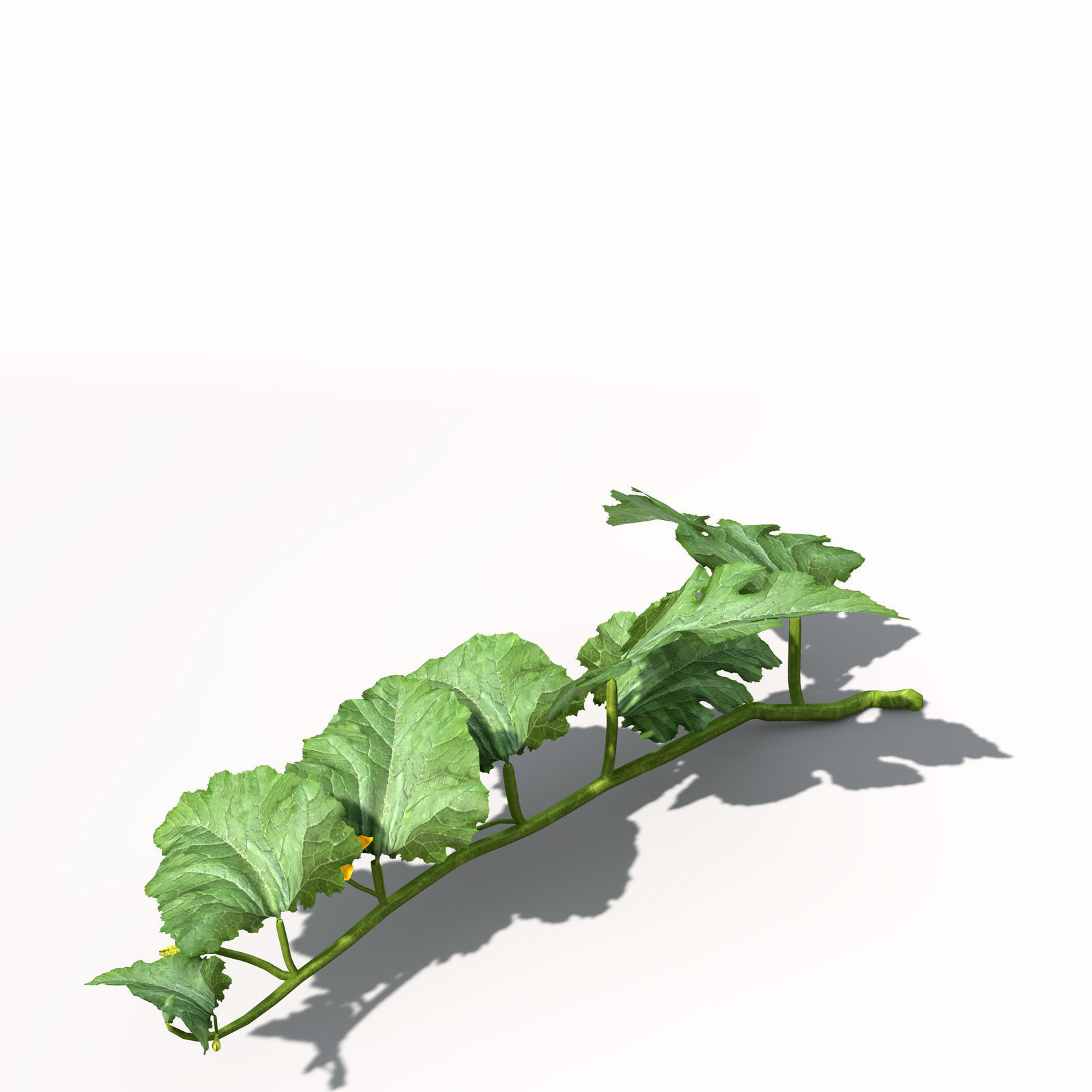 XfrogPlants Zucchini 3D model_2
