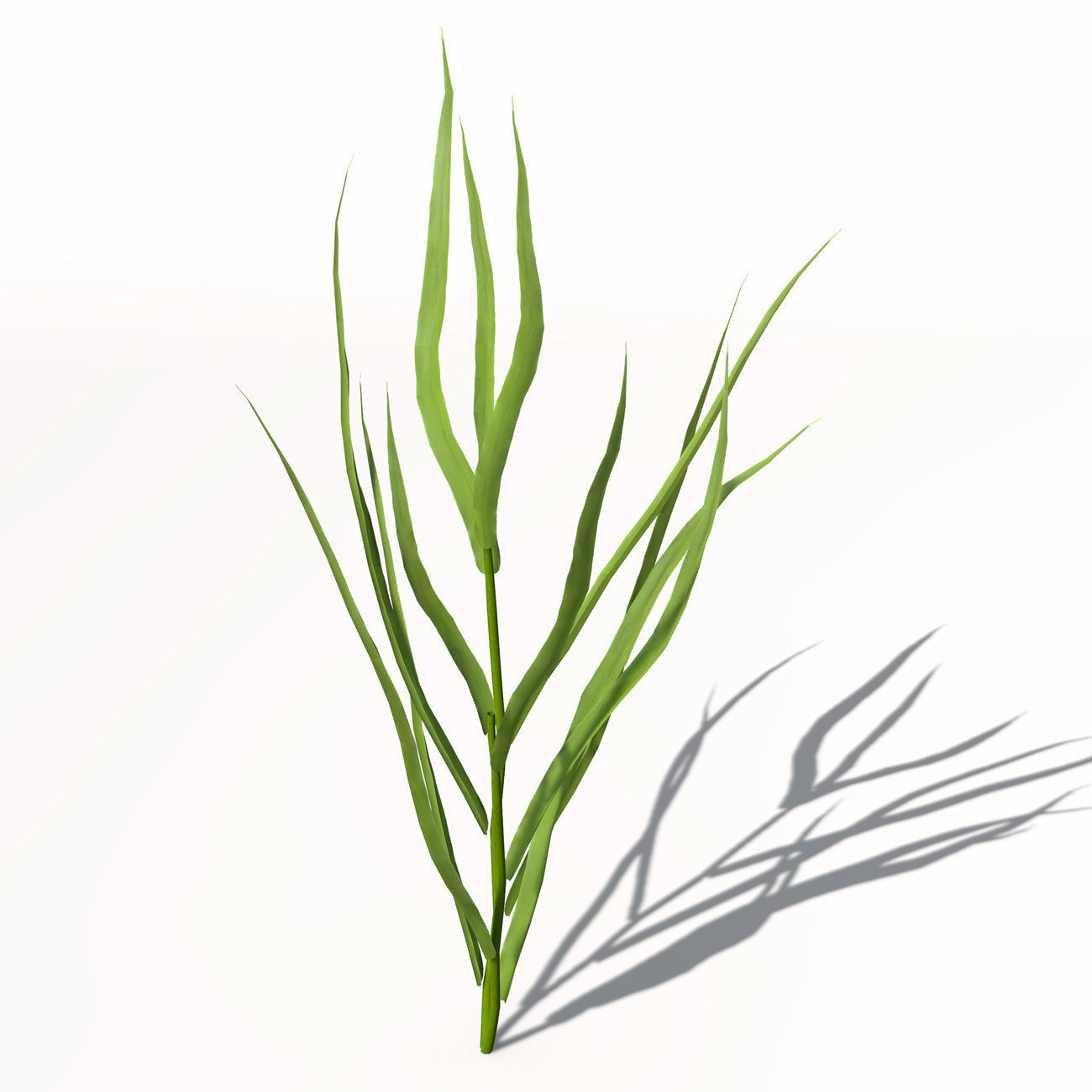 XfrogPlants Barley 3D model_8