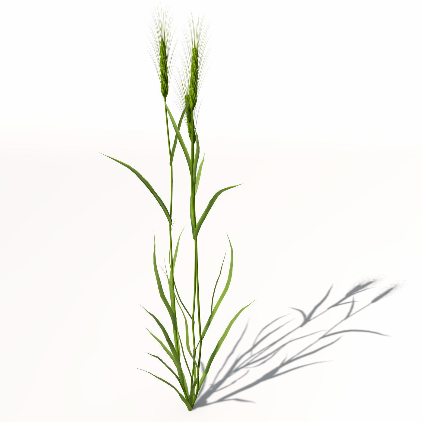 XfrogPlants Barley 3D model_6