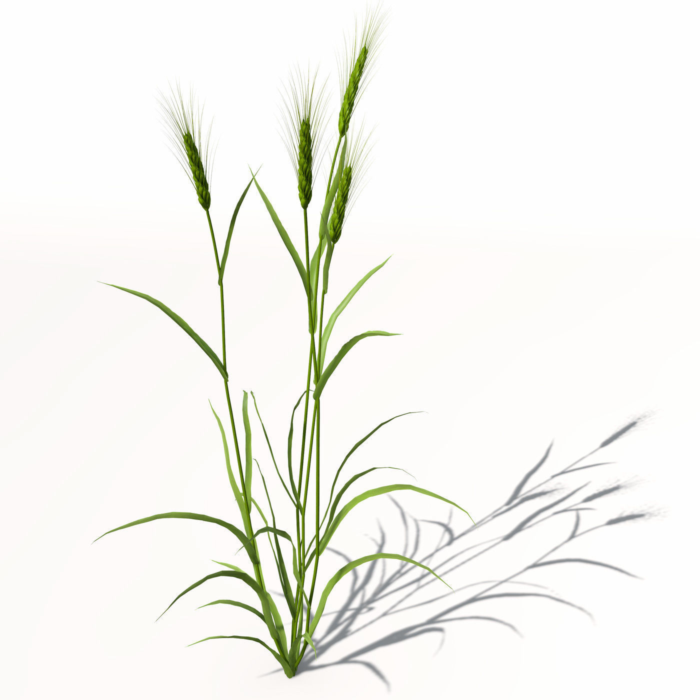 XfrogPlants Barley 3D model_3