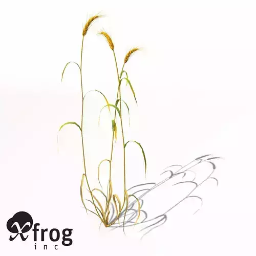 XfrogPlants Barley
