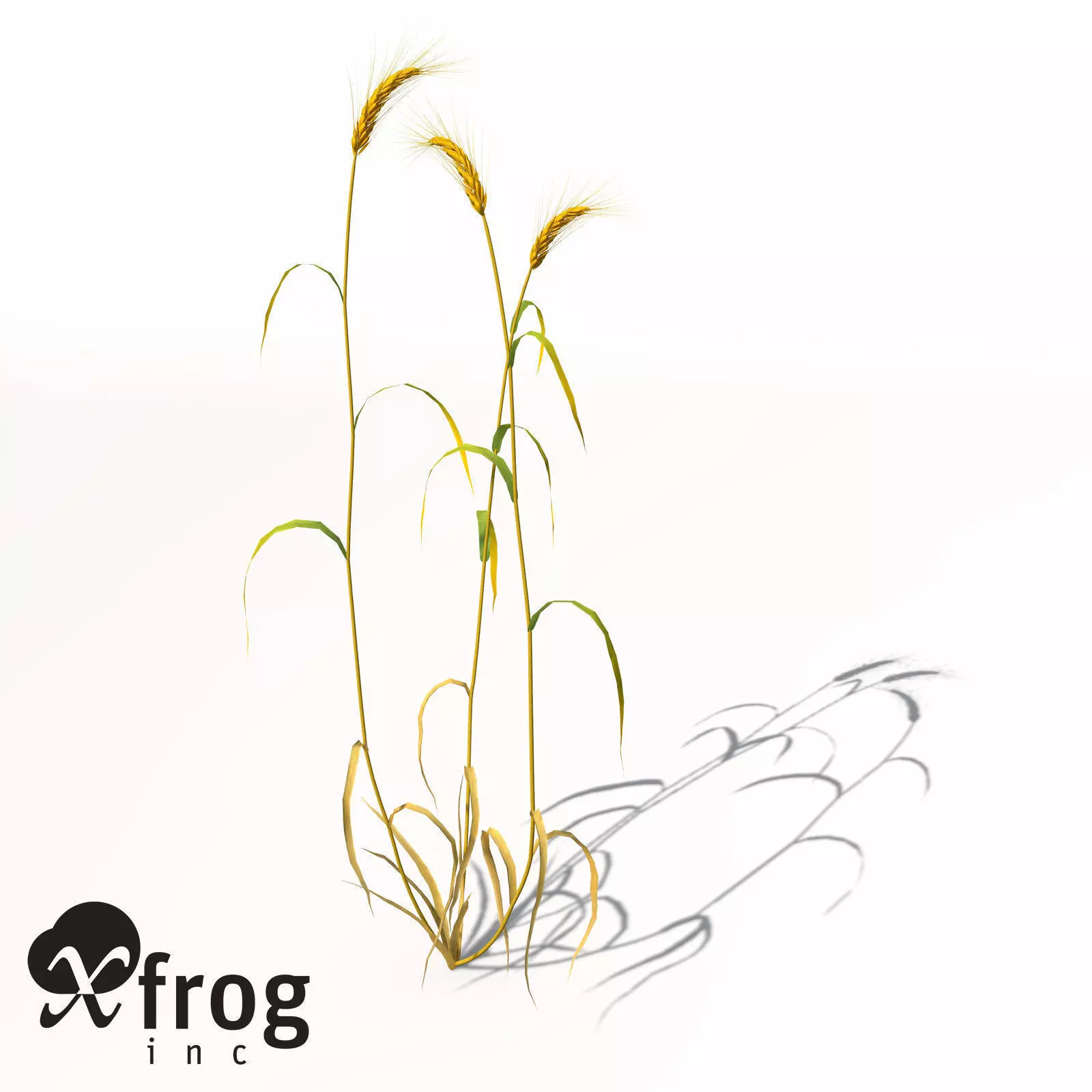 XfrogPlants Barley 3D model_0