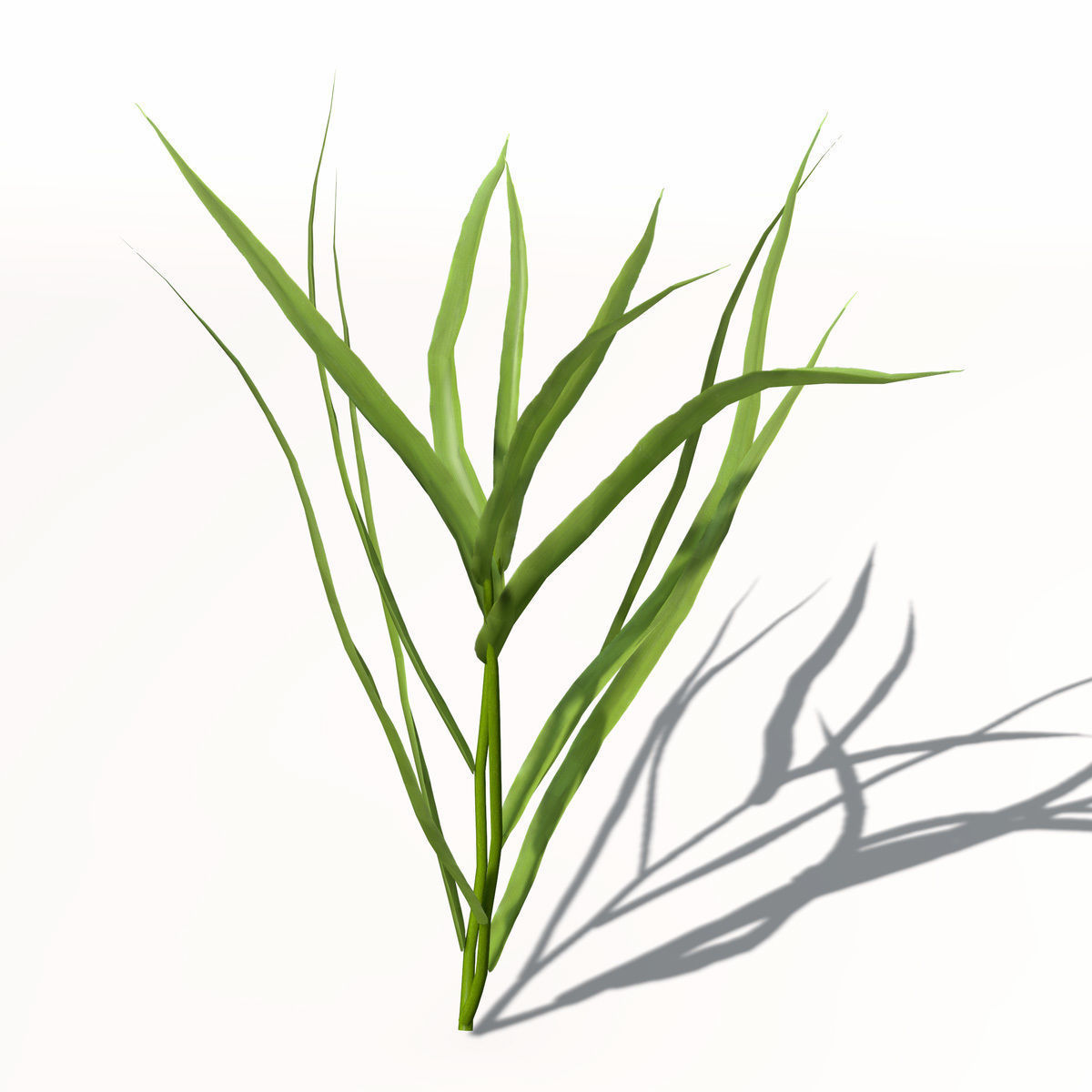 XfrogPlants Barley 3D model_2
