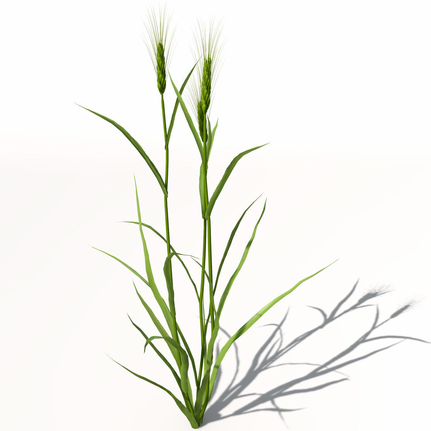 XfrogPlants Barley 3D model_1