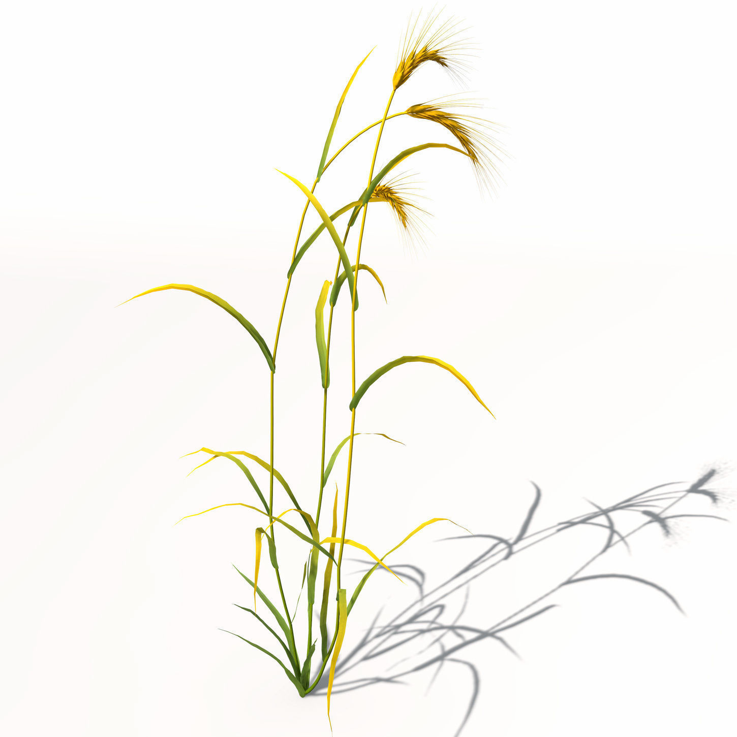 XfrogPlants Barley 3D model_4